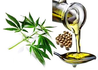 PressPac: Hempseed oil packed with health-promoting compounds