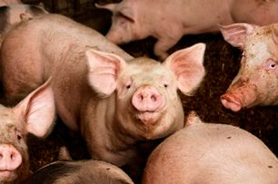The Medical Bond: Pig mucus could fight off viruses in toothpaste, other products