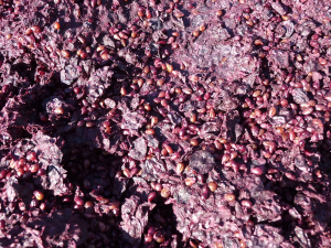 Red_wine_grape_pomace.png
