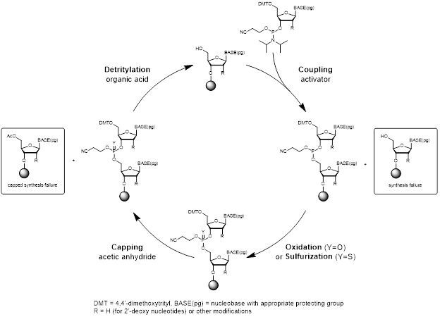 Figure 1: Oligonucleotide synthesis cycle. J. Org. Chem. 2021, 86, 49-61