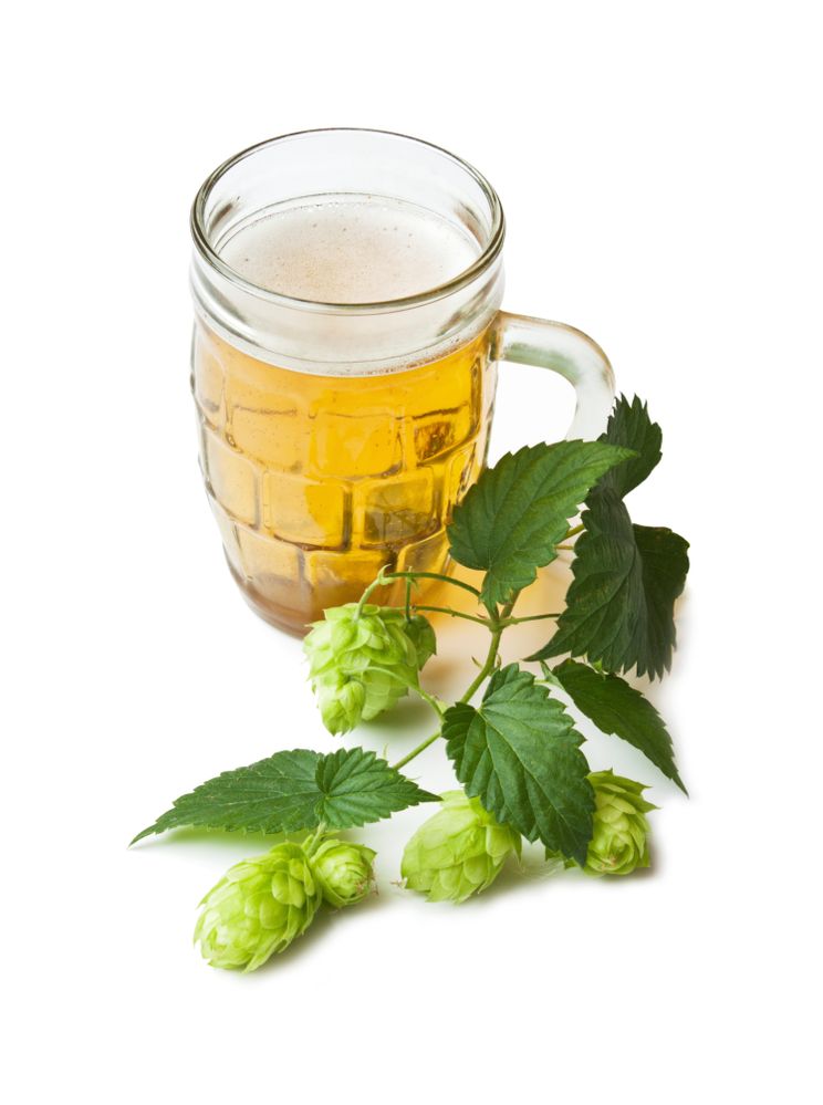 PressPac: Leaves from hops could fight dental diseases